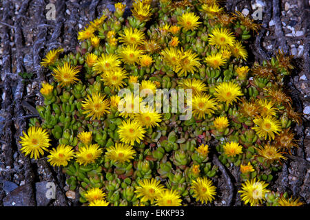 Delosperma congestum, impianto di Ghiaccio "Pepita d'Oro" Foto Stock