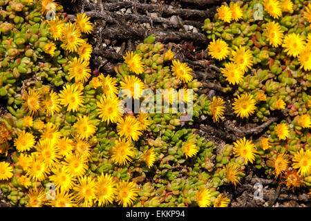 Delosperma congestum, impianto di Ghiaccio "Pepita d'Oro" Foto Stock