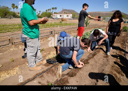 Studenti e adulti volontari lavorano per produrre cibo per le famiglie bisognose su un Chávez giorno di servizio, Tucson, Arizona, Stati Uniti. Foto Stock
