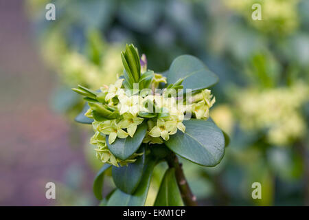 Daphne pontica fiori in primavera. Foto Stock