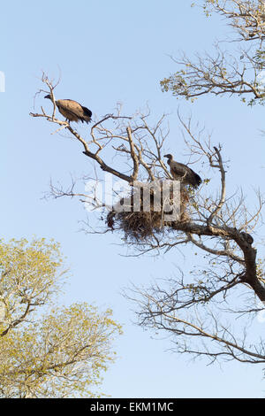 White-backed avvoltoi a nido, Sud Africa Foto Stock