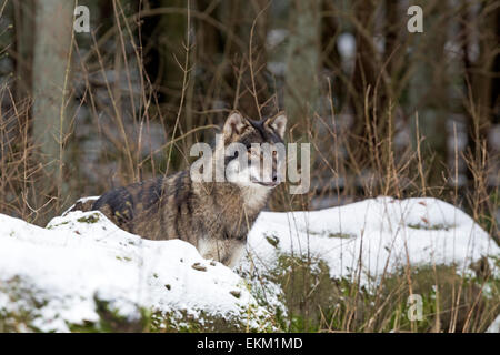 Lupo (Canis lupus) in inverno Foto Stock