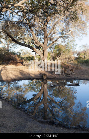 Orgoglio dei Leoni di bere a waterhole, Sud Africa Foto Stock