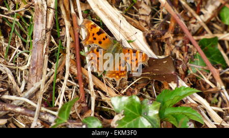 Virgola butterfly su un ramoscello. Foto Stock