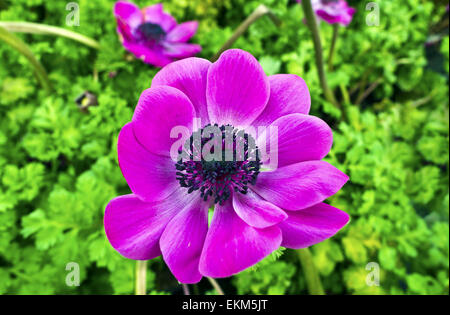 Primo piano di un anemone viola fiore in un giardino. Foto Stock