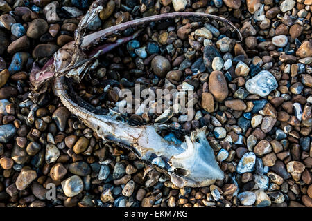 Scheletro di pesce decadendo sulla spiaggia a St Leonards-on-Sea Foto Stock