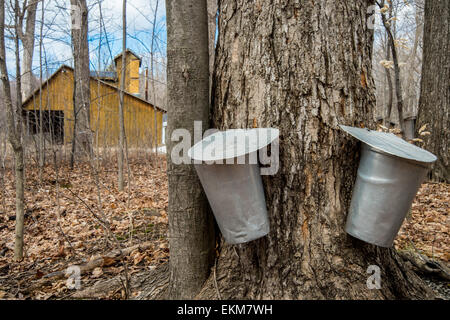 Secchio utilizzato per raccogliere il sap di alberi di acero per produrre lo sciroppo d'acero in Quebec. Foto Stock