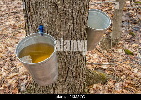 Secchio utilizzato per raccogliere il sap di alberi di acero per produrre lo sciroppo d'acero in Quebec. Foto Stock