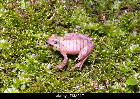Northern Spring Peeper, Pseudacris senape la senape, rana, anfibi, treefrog, North American rana, North American anfibi Foto Stock