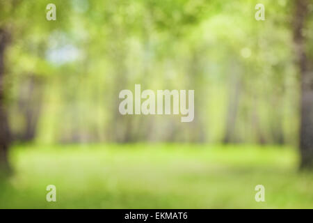 La molla verde bosco sfocata o sfondo sfocato Foto Stock
