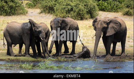 Gli elefanti godendo l'acqua al fiume Chobe nel Parco Nazionale Chobe Botswana Foto Stock