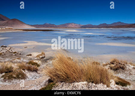 Alori Calientes Laguna alta sul altiplano nel deserto di Atacama nel Cile settentrionale. Foto Stock