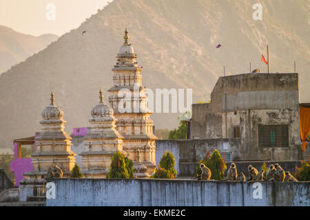 Le scimmie seduto sulla parete nella città di Pushkar, Rajasthan, India Foto Stock