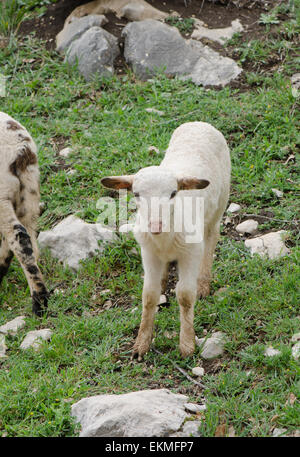 Agnello, giovani ovini, Ovis aries, pascolo in zona di montagna, Andalusia, Spagna. Foto Stock