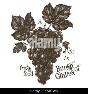 Vettore di vite logo design modello. Grapevine o cibo fresco icona. Foto Stock