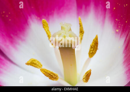 Aprire rosso tulipano in close-up Foto Stock