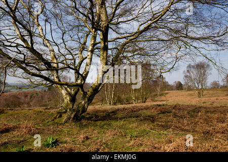 Silver Birch e brughiera a Cannock Chase Foto Stock