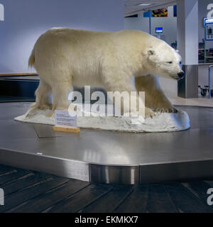 Un ripieno a base di orso polare presso la sala degli arrivi a Longyearbyen su Spitsbergen, Svalbard, Norvegia Foto Stock