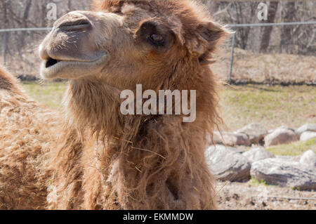 In pericolo critico Bactrian Camel si appoggia al sole al Riverview Park Zoo in Peterborough, Ontario Foto Stock