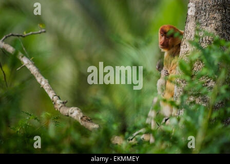 Femmina adulta di proboscide di scimmia (Nasalis larvatus) peeking proteggendo un neonato prole nella foresta di pianura di Kalimantan, Indonesia. Foto Stock