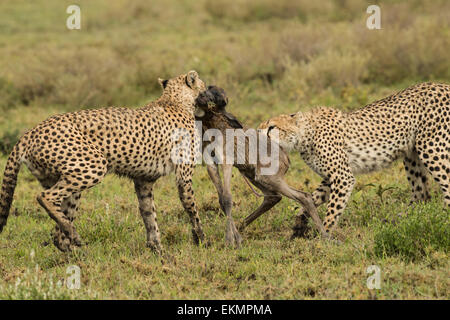 Due ghepardi con baby gnu uccidere. Foto Stock