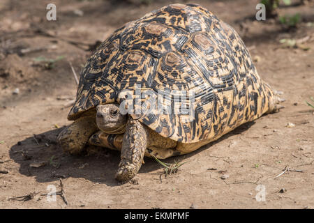 African leopard tartaruga, Tanzania Foto Stock