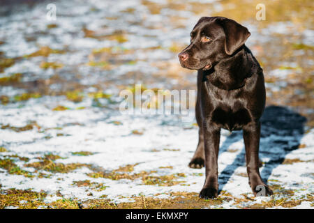 Bellissimo cane bruno Lab Labrador Retriever di stare all'aperto in primavera Foto Stock