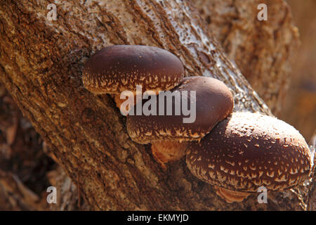 Funghi Shiitake Foto Stock