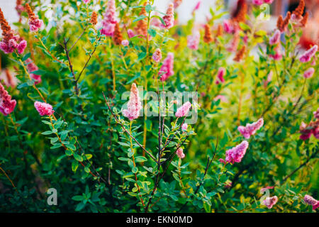 Rosa fiori di Spirea sulla boccola a molla. Spiraea fiori sono molto apprezzati nel giardinaggio decorativo e gestione forestale. Foto Stock