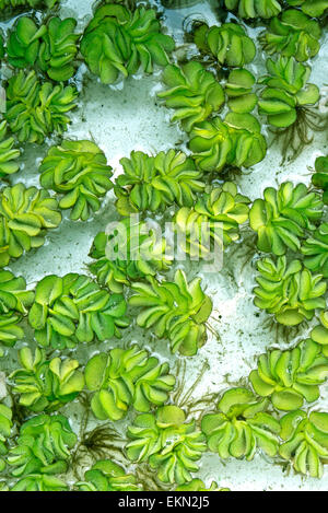 Kariba Weed Foto Stock