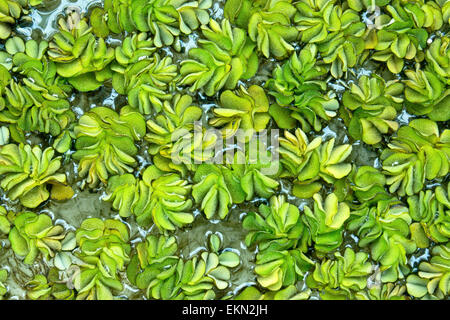 Kariba Weed Foto Stock