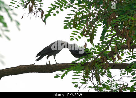 La cornacchia(Corvus monedula) alimentazione pulcino su acacia(Acacia). Foto Stock