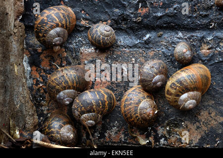 Cornu aspersum, noto con il nome comune di giardino lumaca. Foto Stock