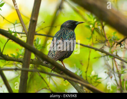 Starling(Sturnus vulgaris) sul ramo, l'Europa,Ucraina Foto Stock