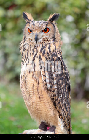 Indian il gufo reale, chiamato anche il rock il gufo reale o il Bengala il gufo reale, Bubo bengalensis, Foto Stock