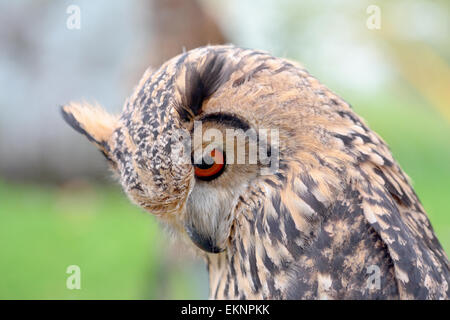 Ritratto di una roccia il gufo reale, Bubo bengalensis, guardando a fondo Foto Stock