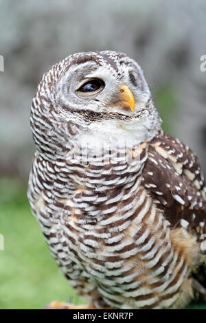 Un gufo sbarrata, Strix varia, è guardando dietro Foto Stock