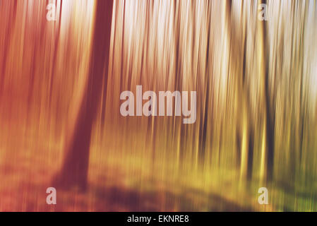 Foresta sfocata come sfondo astratto della natura, gli alberi alti fino ad alta Foto Stock