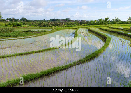 Campo di riso, Canggu, Bali, Indonesia Foto Stock