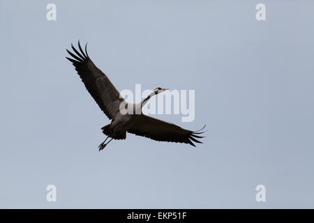 Eurasian o gru comune (grus grus). Un volo prolungato, la corsa verso il basso. Norfolk. East Anglia. Regno Unito. Foto Stock