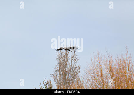 Eurasian o gru comune (grus grus). Cancellazione di salice (Salix sp. ) Tree Tops a negoziare verso un sito di atterraggio. Norfolk. Oriente Foto Stock