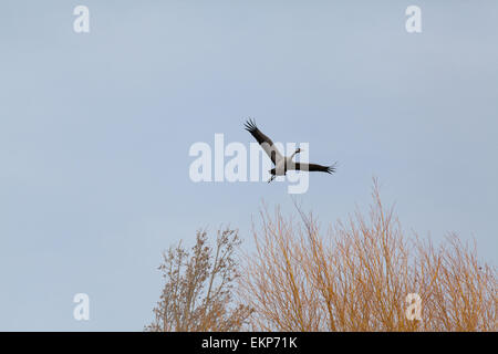 Eurasian o gru comune (grus grus). Cancellazione di salice (Salix sp. ) Tree Tops a negoziare verso un sito di atterraggio. Norfolk. Oriente Foto Stock