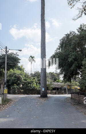 Un unico albero si trova nel mezzo di una strada asfaltata al di fuori di Chiang Mai, Thailandia Foto Stock