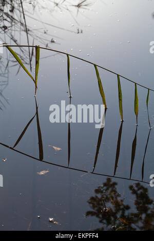 Norfolk Reed (Phragmites sp. ) Unico stelo e foglie a sbalzo di acqua stagnante, con riflessi. La vita di acqua Foto Stock