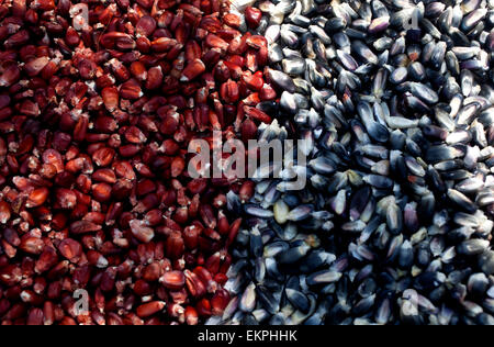 Il rosso e il blu del grano in 'Tepetlixpa Banca del seme', creato da Tomas Villanueva Buendia 'Tomaicito' Foto Stock