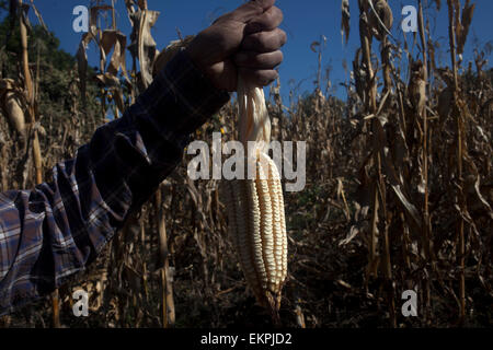 Tomas Villanueva Buendia 'Tomaicito' che lavora per proteggere e salvare la varietà originale della sua nazione's corn Foto Stock