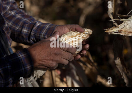 Tomas Villanueva Buendia 'Tomaicito' che lavora per proteggere e salvare la varietà originale della sua nazione's corn Foto Stock