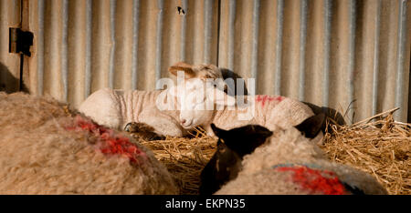 Neonato agnelli nel capannone figliando alta sul South Downs vicino a Seaford in East Sussex. Foto Stock