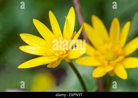 Minori Celandine fiori ficaria verna primo piano fiore Foto Stock