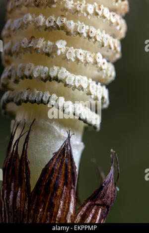 Equisetum telmateia Grande primo piano, Strobilus, struttura, cuscinetto a spore, impianto a coda di cavallo a cono Foto Stock